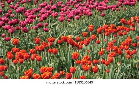 Tulip Fields In Lolland Denmark