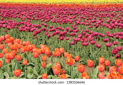 Tulip Fields In Lolland Denmark