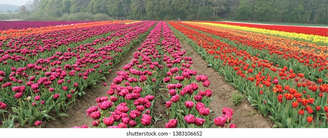 Tulip Fields In Lolland Denmark