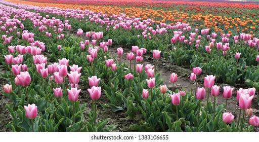 Tulip Fields In Lolland Denmark