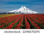 Tulip fields with Mt Hood in the background near Woodburn, Oregon