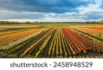 Tulip fields in Oregon USA