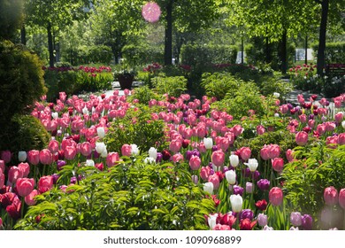 tulip fields in Park