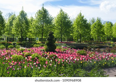 tulip fields in Park