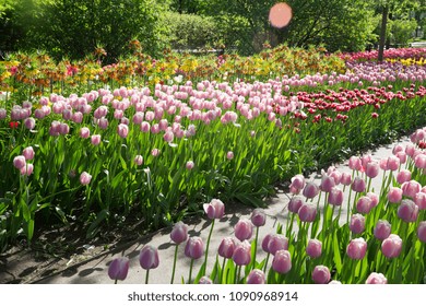 tulip fields in Park