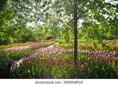 Tulip fields Park