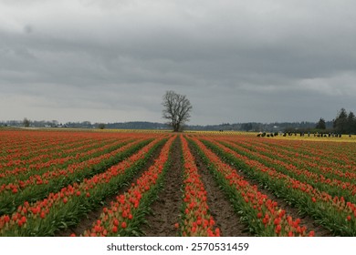 Tulip fields in Spring time bloom