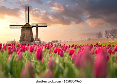 Tulip fields and windmill in Netherland, near Lisse. - Powered by Shutterstock