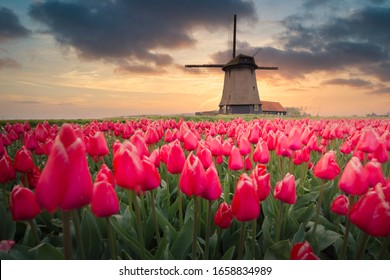 Tulip fields and windmill in Netherland, near Lisse.