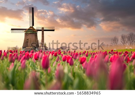 Tulip fields and windmill in Netherland, near Lisse.