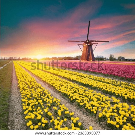 Tulip fields and windmill in Netherland, near Lisse. High quality photo