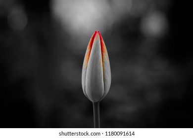 Tulip Floer Bud