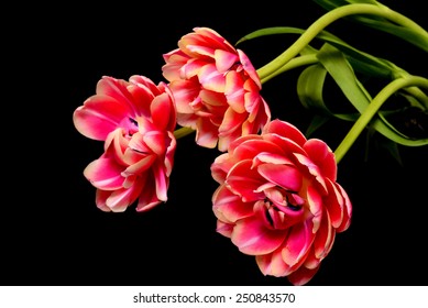 Tulip Floral arrangement isolated over a black background