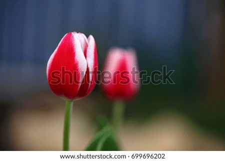 Similar – Red Tulip Tulip blossom