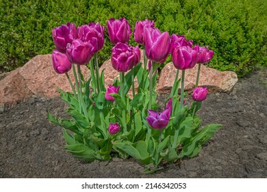 Tulip Flower Bed. Purple Tulips Bush On Ground In Green Garden