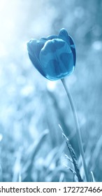 Tulip Flower In Blue Tint. Mystical Background. Vertical Photo, Beautiful Wallpaper For Your Phone Screen.