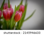 Tulip flower bouquet - glower background