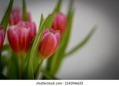 Tulip flower bouquet - glower background - Shutterstock ID 2145946633
