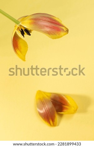 Image, Stock Photo tulip leaves Leaf Faded