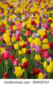 Tulip In Flower Field In Oregon