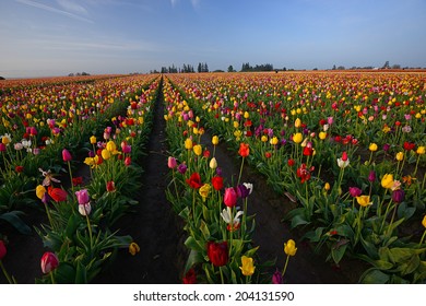 Tulip In Flower Field In Oregon