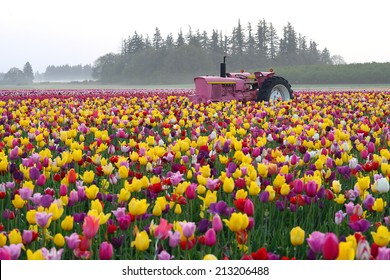 Tulip Flower Field In Oregon With A Tractor