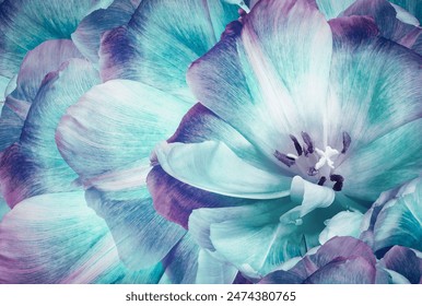 Tulip flower.  Floral background.  Close-up. Nature. - Powered by Shutterstock