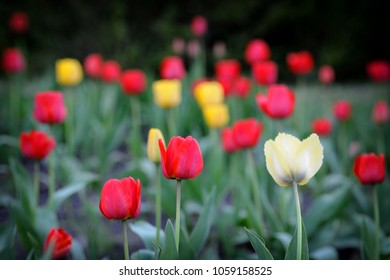 Tulip Tulip Flower Garden Nature Background Stock Photo 1059158525 ...