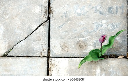 The Tulip Flower Grows In A Crack Of The Sidewalk.