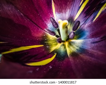 Tulip Flower Gynoecium And Androecium Closeup  