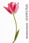 Tulip flower isolated on white background