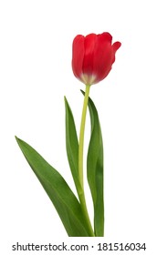 Tulip Flower Isolated On White Background Stock Photo 181516034 ...