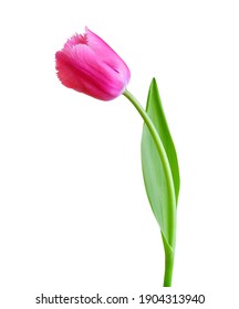 Tulip flower isolated on white background. Useful for beautiful floral design on holiday like 8 March (International Women day), Mother's day gift card, Easter - Shutterstock ID 1904313940