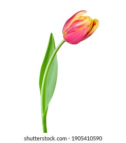 Tulip flower isolated on white background. Useful for beautiful floral design on holiday like 8 March (International Women day), Mother's day gift card, Easter - Shutterstock ID 1905410590