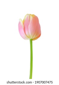 Tulip flower isolated on white background. Useful for beautiful floral design on holiday like 8 March (International Women day), Mother's day gift card, Easter - Shutterstock ID 1907007475