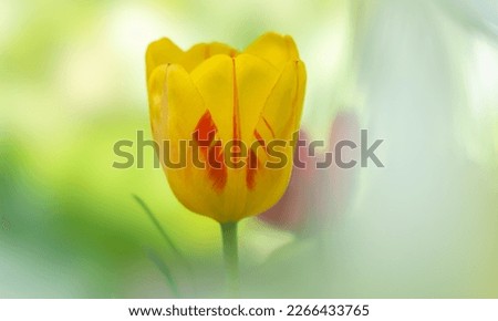 The tulip flower of the Olympic Flame variety is yellow-red in close-up on a colored blurred background