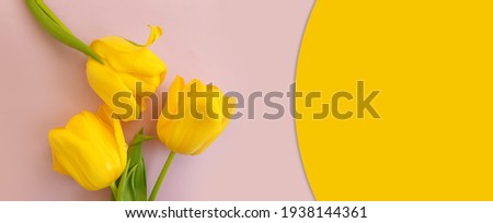 tulip flower on a colored background trend