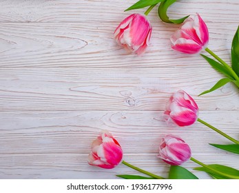 tulip flower on wooden background frame springtime
