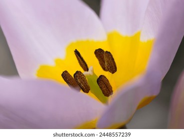 Tulip flower with a pale purple color and a dark yellow center. 
Macro close-up photograph inside of the bud, showing stamens and pistils. - Powered by Shutterstock