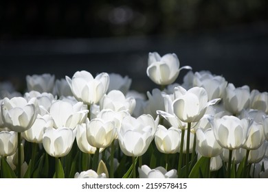 Tulip flower pattern wallpaper. Close-up view of white tulips at Istanbul tulip festival. Plant patterns, details of leaves, white flower petals shining in sunlight. No people.
