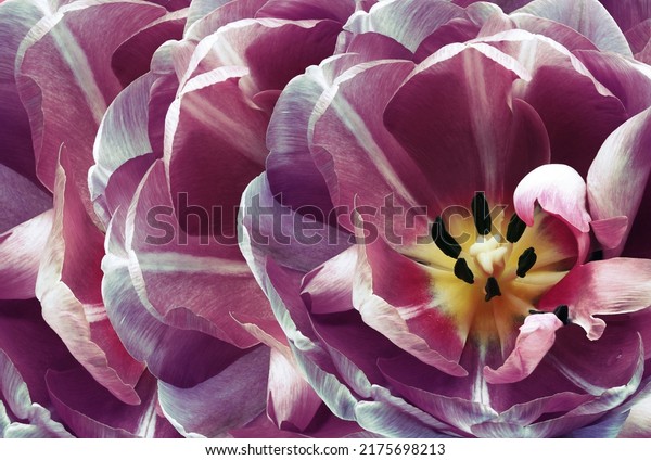 Tulip  flower  purple.  Floral spring background.  Close-up. Nature.