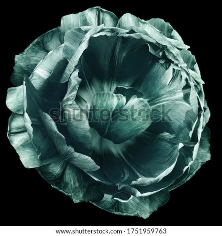 tulip flower  turquoise.  isolated on the black background. No shadows with clipping path. Close-up. Nature.