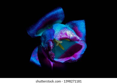 Tulip Flower With Water Drops Under Ultraviolet Light On A Black Background. UV, Fluorescent.