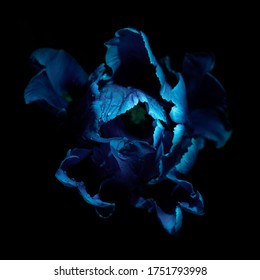 Tulip Flower With Water Drops Under Ultraviolet Light On A Dark Background. UV, Fluorescent.