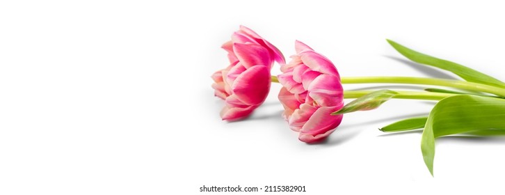 Tulip Flowers Bunch. Blooming Pink Tulips Flower Isolated On White Background. Couple Tulips Closeup. Holiday Gift, Bouquet, Buds. Two Beautiful Flowers Macro Shot. Valentine's Day Gift, Love Concept