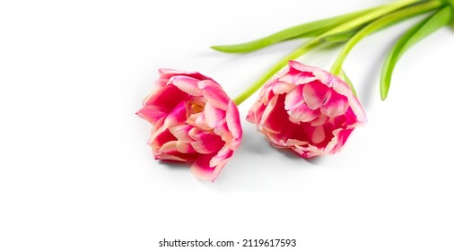 Tulip Flowers Bunch. Blooming Pink Tulips Flower Isolated On White Background. Couple Tulips Closeup. Holiday Gift, Bouquet, Buds. Two Beautiful Flowers Macro Shot. Valentine's Day Gift, Love Concept.