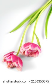 Tulip Flowers Bunch. Blooming Pink Tulips Flower Isolated On White Background. Couple Tulips Closeup. Holiday Gift, Bouquet, Buds. Two Beautiful Flowers Macro Shot. Valentine's Day Gift, Love Concept