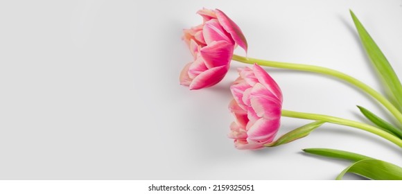 Tulip Flowers Bunch. Blooming Pink Tulips Flower Isolated On White Background. Couple Tulips Closeup. Holiday Gift, Bouquet, Buds. Two Beautiful Flowers Macro Shot. Valentine's Day Gift, Love Concept.