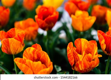 Tulip bunga Tulip, Bunga