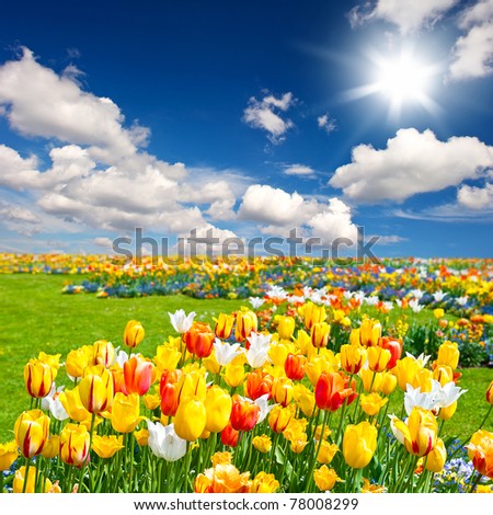 tulip flowers field
